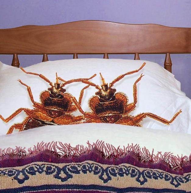 All About Bed Bugs | In The Know Caregiver Training